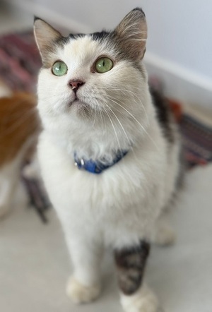 Adopter Copperfield
