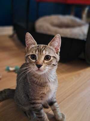 Adopter Emi