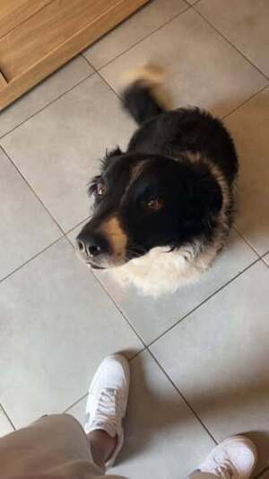 Adopter Moustik