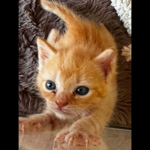 Adopter KIKO