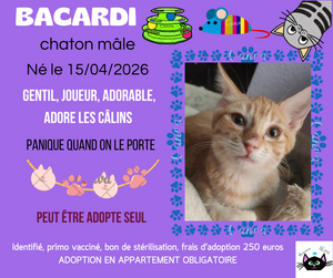 Adopter Bacardi