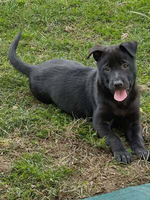 Adopter Ally