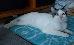 Adopter ICOP