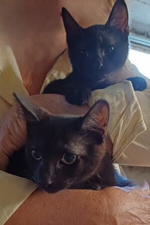 Adopter Alexandro et Pépito