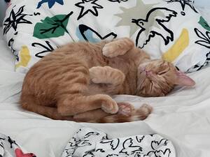 Adopter Lola