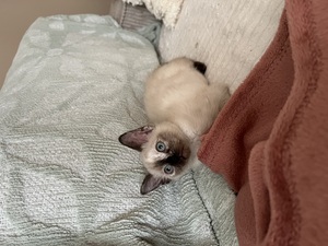 Adopter Meï et Lian