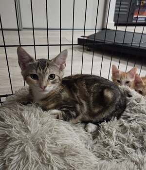 Adopter CRACOTTE