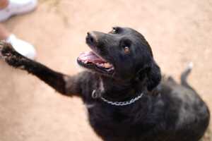 Adopter Fresa