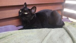 Adopter Arwen