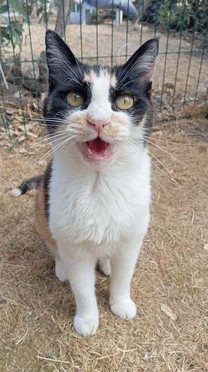 Adopter CLEA