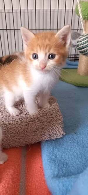Adopter Walter