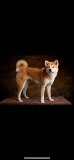 Adopter Achika