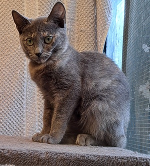Adopter Cleopatre