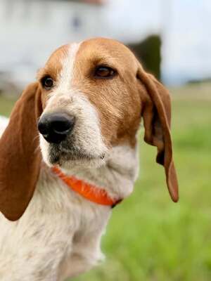 Adopter Marley