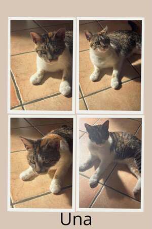 Adopter UNA