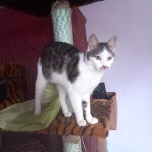 Adopter Finn