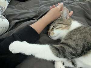 Adopter Hippolyte