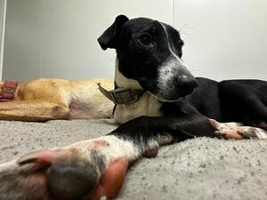 Adopter Frisco