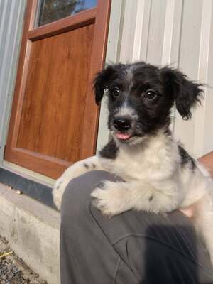 Adopter Crunchie