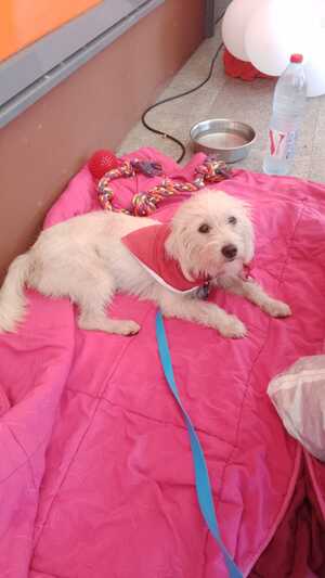 Adopter Kibi