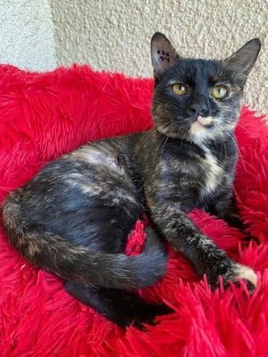 Adopter Bonnie