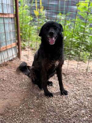 Adopter Nash