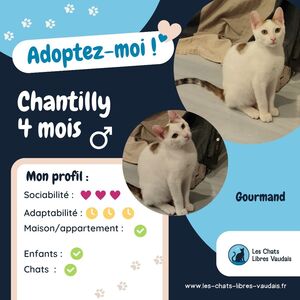 Adopter Chantilly