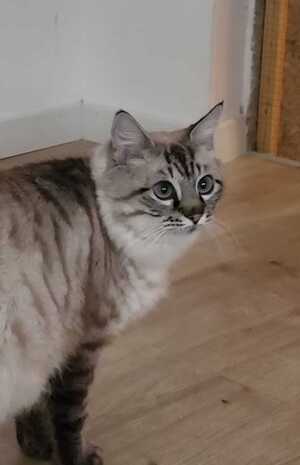 Adopter Milouche
