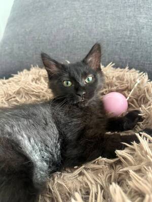 Adopter Lisette
