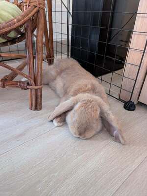 Adopter Potimarron