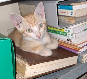 Adopter Biscoto