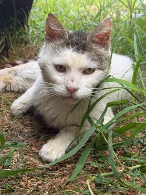 Adopter Marco