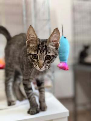 Adopter Popey