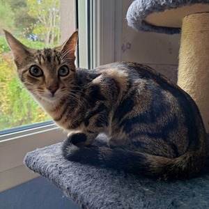 Adopter Capone