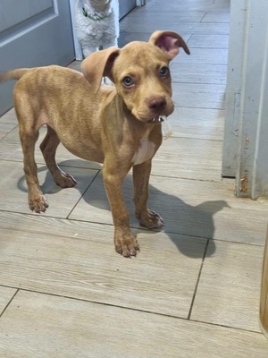 Adopter Bubble