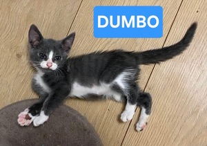Adopter DUMBO