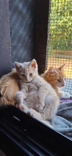 Adopter BILL