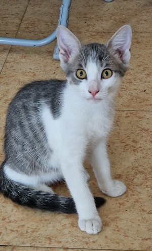Adopter GRISOU