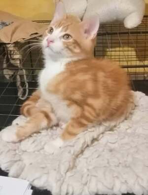 Adopter Bip Bip