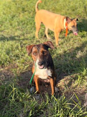 Adopter Mahé