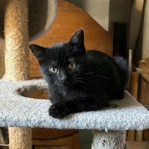 Adopter Krokmou