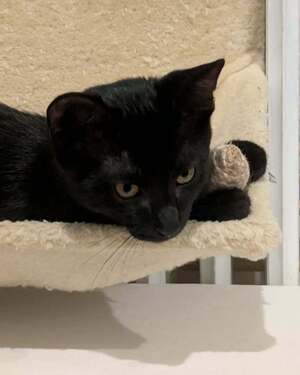 Adopter BITUME
