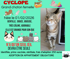 Adopter Cyclope