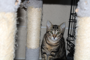 Adopter Bali
