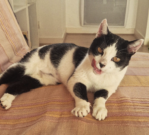 Adopter Thémis