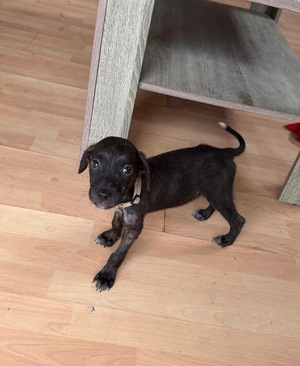 Adopter Kumo