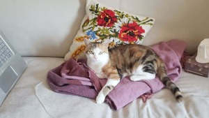 Adopter Minette