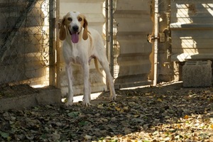 Adopter Lucky