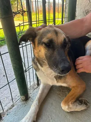 Adopter Lyana