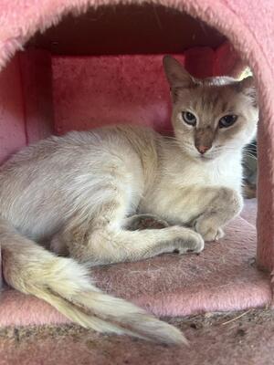 Adopter Polo